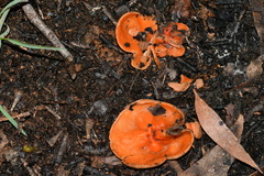 Pulvinula archeri