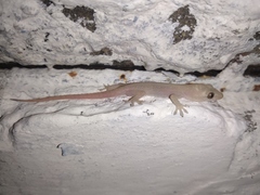 Hemidactylus frenatus