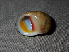 Nerita erythrostoma