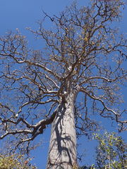 Brachychiton australis