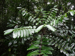 Trichoscypha arborea