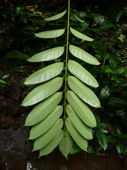 Trichoscypha arborea