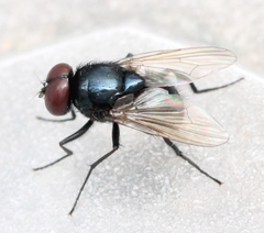 Hydrotaea ignava