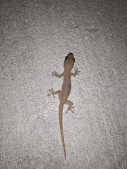 Hemidactylus frenatus