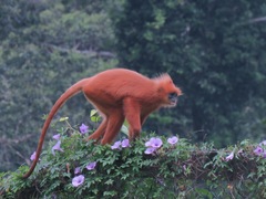 Presbytis rubicunda