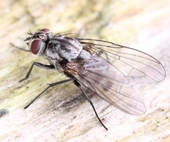 Limnophora maculosa