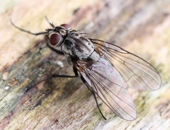 Limnophora maculosa
