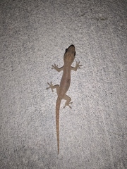 Hemidactylus frenatus
