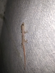 Hemidactylus frenatus