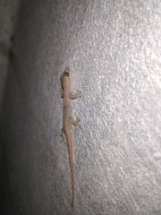 Hemidactylus frenatus