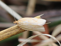 Clepsis pallidana