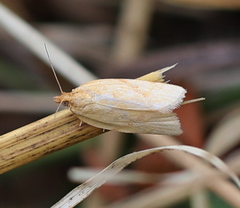Clepsis pallidana