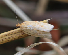 Clepsis pallidana