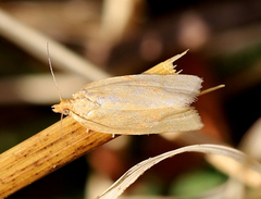 Clepsis pallidana