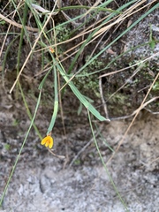Bossiaea ensata