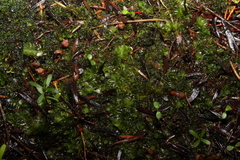 Lepidoziaceae
