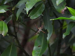 Argiope perforata