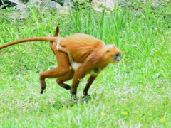 Presbytis rubicunda