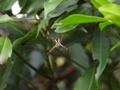 Argiope perforata