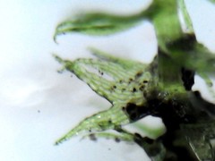 Lepidoziaceae