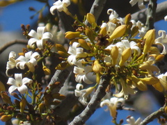 Brachychiton australis