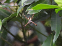 Argiope perforata