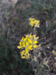 Erysimum crepidifolium
