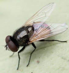 Musca vitripennis