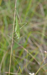 Phaneroptera