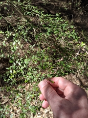 Everistia vacciniifolia nervosa