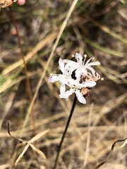 Nerine rehmannii