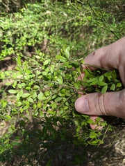 Everistia vacciniifolia nervosa