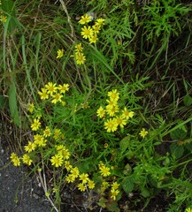 Senecio squalidus