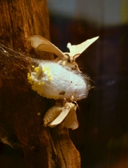 Bombyx mori