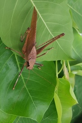 Mecopodinae