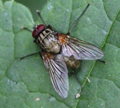 Phaonia angelicae
