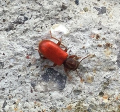 Zenodosus sanguineus