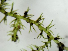 Lepidoziaceae