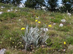 Achillea clypeolata