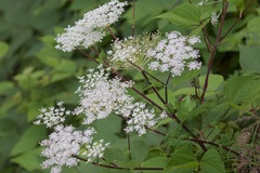 Ligusticopsis wallichiana