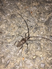 Monochamus carolinensis