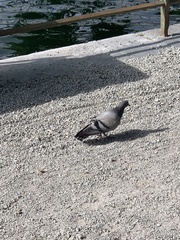 Columba livia domestica