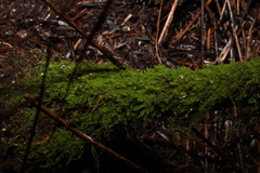 Lepidoziaceae