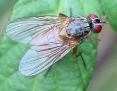 Phaonia rufiventris