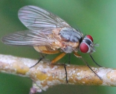 Phaonia rufiventris
