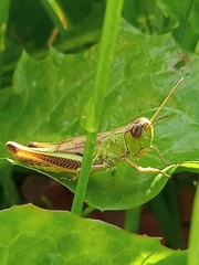 Pseudochorthippus parallelus