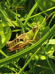 Pseudochorthippus parallelus