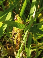 Pseudochorthippus parallelus