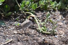 Eremopterix leucopareia