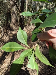 Auranticarpa rhombifolia